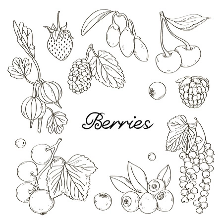 Chokeberry coloring book with other fruits